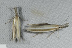 Pleurota aristella