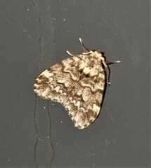 Scaphidriotis xylogramma