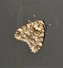 Scaphidriotis xylogramma