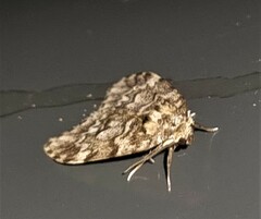 Scaphidriotis xylogramma