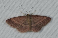 Scopula rubiginata