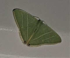 Urolitha bipunctifera