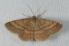 Scopula rubiginata