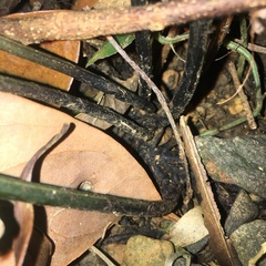 Diplazium donianum