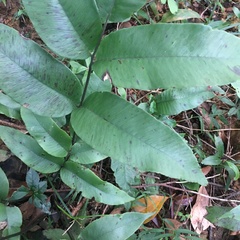 Diplazium donianum
