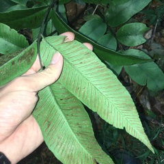 Diplazium donianum