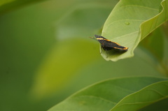 Riodina lycisca