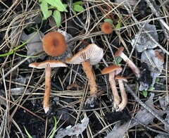 Laccaria trichodermophora