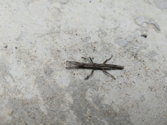 Dataminae