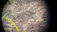 Urosaurus ornatus schmidti