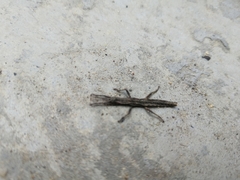 Dataminae