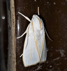 Cryptophasa flavolineata