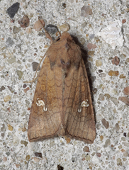 Amphipoea oculea