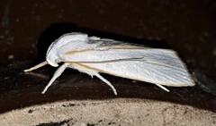 Cryptophasa flavolineata