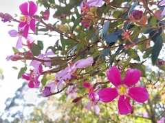 Melastomeae
