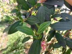 Melastomeae
