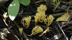 Ramariopsis crocea
