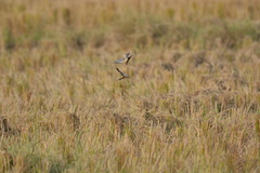 Cisticola juncidis