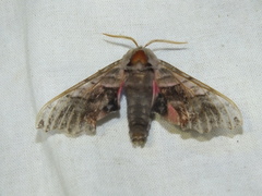 Smerinthus caecus