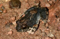 Tomopterna natalensis