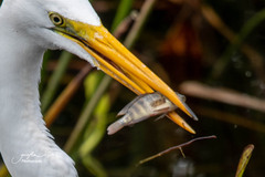 Mayaheros urophthalmus