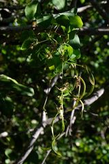 Pithecellobium unguis-cati