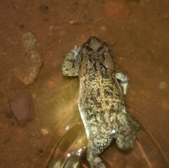 Sclerophrys garmani