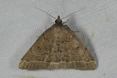 Zanclognatha zelleralis