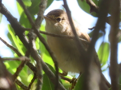 Acrocephalus scirpaceus baeticatus