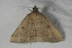 Zanclognatha zelleralis