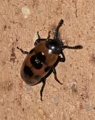 Episcaphula australis