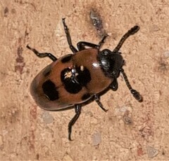 Episcaphula australis