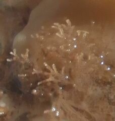 Cradoscrupocellaria reptans