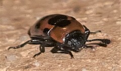 Episcaphula australis