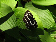 Neptis pryeri hamadai