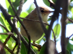 Acrocephalus scirpaceus baeticatus