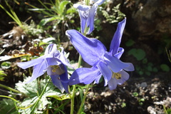 Aquilegia alpina