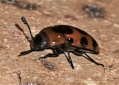 Episcaphula australis