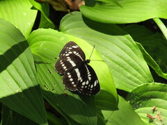 Neptis pryeri hamadai