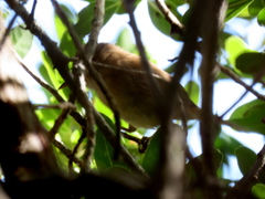 Acrocephalus scirpaceus baeticatus