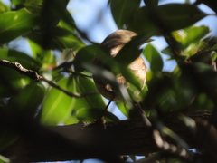 Acrocephalus scirpaceus baeticatus