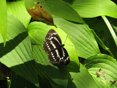 Neptis pryeri hamadai