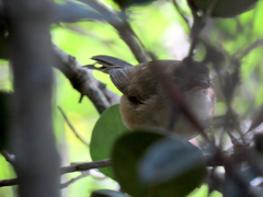 Acrocephalus scirpaceus baeticatus