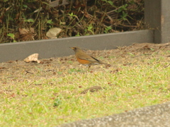 Turdus chrysolaus