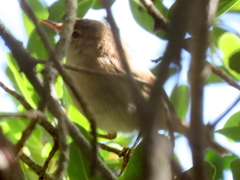Acrocephalus scirpaceus baeticatus