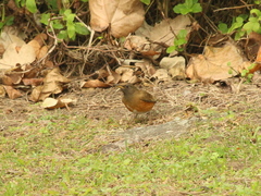Turdus chrysolaus