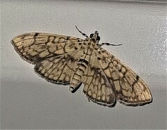 Haritalodes obliqualis