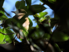 Acrocephalus scirpaceus baeticatus
