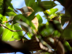 Acrocephalus scirpaceus baeticatus