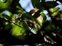 Acrocephalus scirpaceus baeticatus